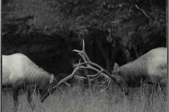Head to Head