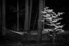 Hammock and Tree