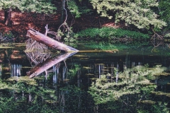 Reflections