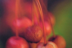 Crab Apples II
