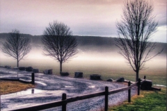 Trees
