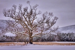 Mighty Tree