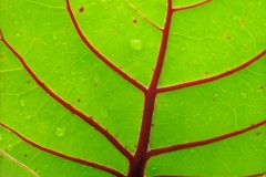 Bermuda Leaf