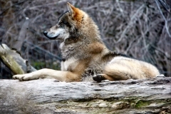 Euorpean Wolf