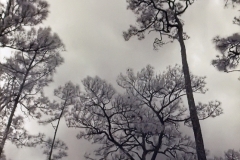 Corkscrew Sanctuary Naples FL
