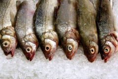 Looking Down On Fish