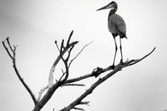 The Sentinel
