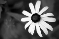 Black Eyed Susan