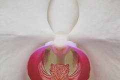 Orchid