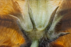 Squash Blossom