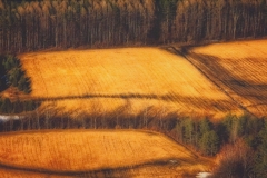Altamont Fields