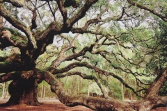 Angel Oak