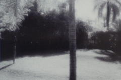 Florida Palm