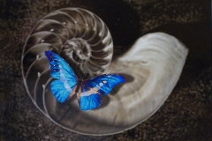 Morpho
