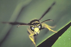 Paper Wasp