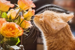 Smelling The Roses