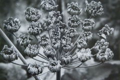 Late Season Cow Parsnip