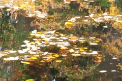 Fall Reflections