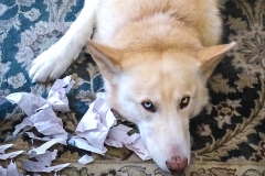 I Swear I Didnt Do It
