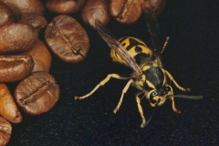 Sand Hill Hornet