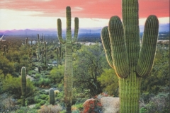Phoenix Sunset