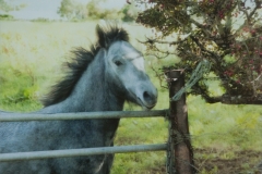 The Old Grey Mare