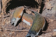 Trout Season