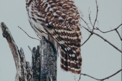 Barred Owl