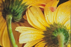 Dew Drop