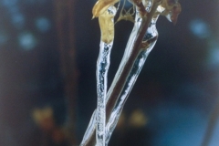 Icy Plant