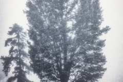 Tree And Mist