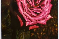 A Rose