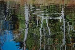 Forest Pond Reflections