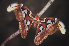 Atlas Moth