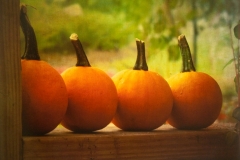 Its Pumpkin Time