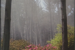 Mendocino Fog