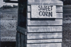 Sweet Corn