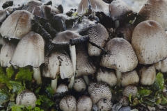 Mushrooms #1