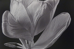 White Tulip