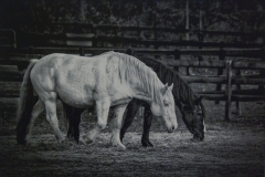 White And Black Black And White