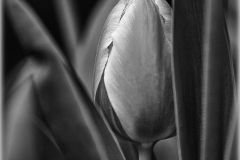 Standing Tall