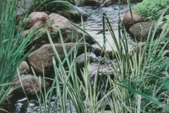 My Backyard Pond