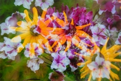 Backyard Melange