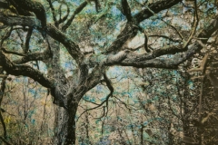 Wedding Tree