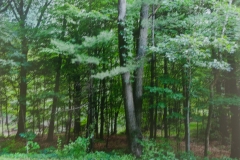 Forest Scene
