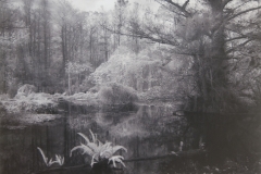 The Swamp