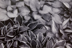 Hosta