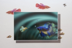 Betta