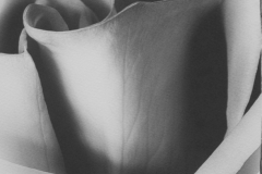 White Rose