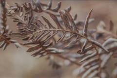 Fern